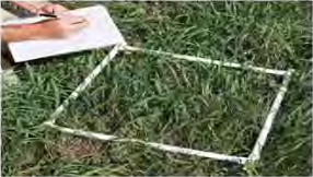 A square frame laid on the ground so that only the species falling inside it are counted.