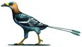 This ancient bird with a long feathered tail no longer exists. Everything known about it comes from the study of remains.