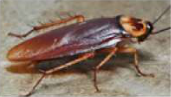 Cockroach: a hard outer covering but no backbone