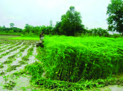 A dhaincha crop grown before the main crop for green manure; it will be ploughed in and rotted in the very soil it stands on.