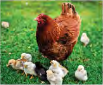 Chicks appear only after a male cell and a female cell have already joined.