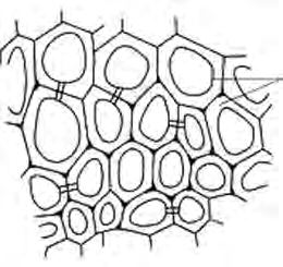 Sclerenchyma: dead cells with thick walls and only a narrow lumen inside