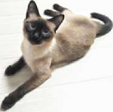 Siamese cat, a purebred animal