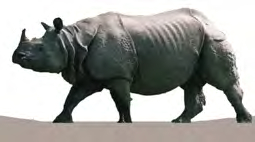 The one-horned rhinoceros, the animal that makes Chitwan famous.