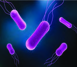 Bacteria: rod shaped prokaryotic microorganisms with long whip like flagella used for movement
