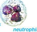 Neutrophil: a granular white blood cell whose nucleus is split into several lobes.