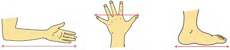 The parts of the body used as length units: the hand, the span and the foot.
