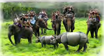 Visitors on elephant back watching a single-horned rhino and its calf in the grasslands of Chitwan.