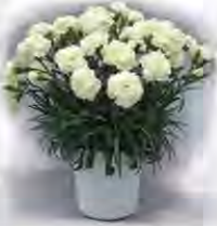 White carnations: an unlucky gift for a performer, but a source of inspiration under the pillow.