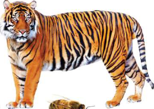 Tiger, a rare animal protected in the national parks of the Terai
