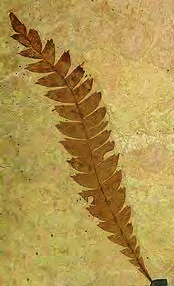 A fern preserved in rock carries information about plant life of lakhs of years ago.