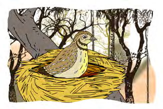 The baby quail alone in his nest after his parents were forced to fly away.