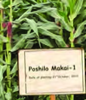The nutritious maize variety that NARC scientists developed by studying the genes of the plant