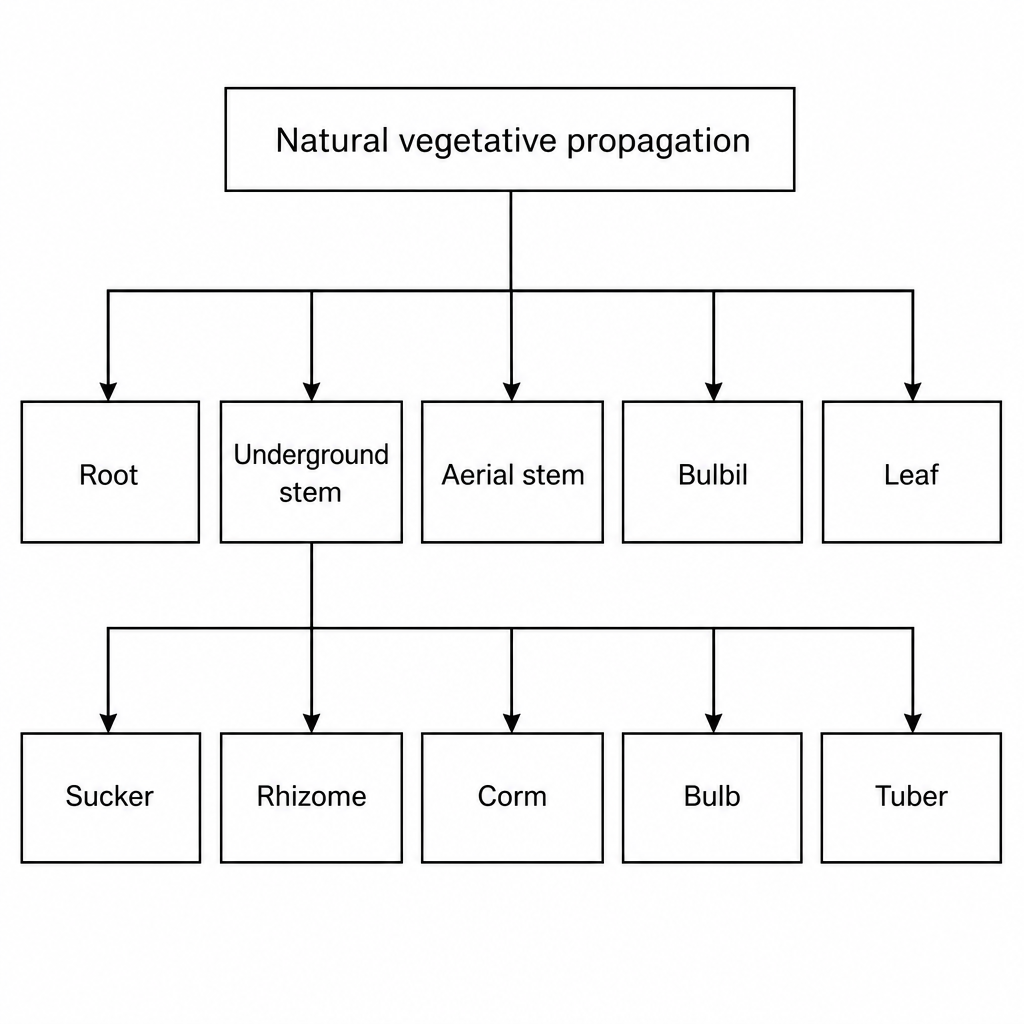 The five parts that carry out natural vegetative propagation, with the five kinds of underground stem branching out of one of them.