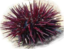 Sea urchin: a spiny sea animal with no notochord, so it is a non-chordate.