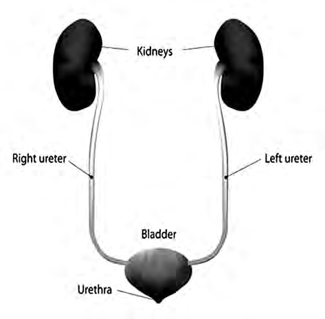 The organs of the urinary system: two kidneys, a right and a left ureter, the bladder and the urethra