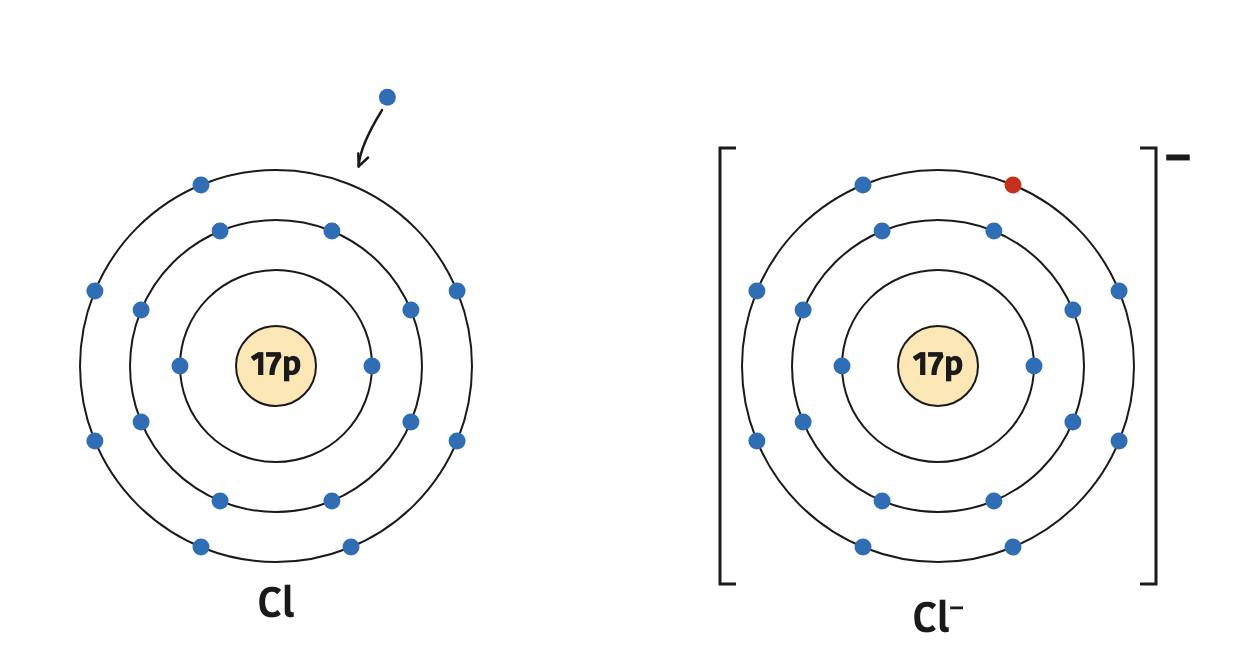 A chlorine atom takes in one electron and becomes a \( \text{Cl}^{-} \) ion with 17 protons and 18 electrons.