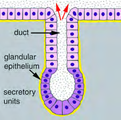 Glandular epithelium: a gland built of secretory cells, whose duct carries the secretion out