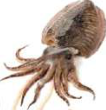 Cuttlefish: a sea mollusc with tentacles on its head