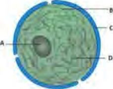 The parts of a nucleus: the nucleolus at the centre, the nuclear membrane outside, the pores set in that membrane, and the nucleoplasm inside.