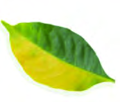 Most of the blade of this leaf has turned yellow.