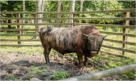 Beefalo, a hybrid that can reproduce