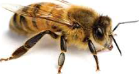 A worker bee: a small body with hairy legs built for carrying pollen.