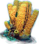 Sycon, a sponge: no backbone
