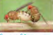 A male and a female fly mating. Sexual reproduction starts with two separate individuals coming together.