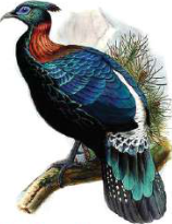 Lophophorus (Danphe): the national bird of Nepal, with a beak, feathers and wings