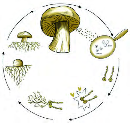 The mushroom life cycle in one circle: spores from the adult mushroom, germination, primary mycelium, fusion into the secondary mycelium, and back to the adult mushroom.