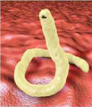 Pinworm: a small, thread-like roundworm of the intestine.