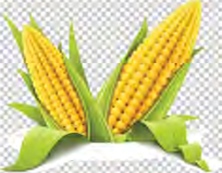 Each grain on the cob formed after fertilisation, and each one can grow into a new plant.