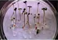 Seeds laid on wet cotton sprout like this in a few days, with the root going down and the shoot going up.