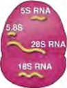 A second kind of ribosome, whose pieces of RNA differ in size from those of the first.