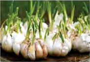 Garlic bulbs in sprout, showing how one bulb raises many new plants.