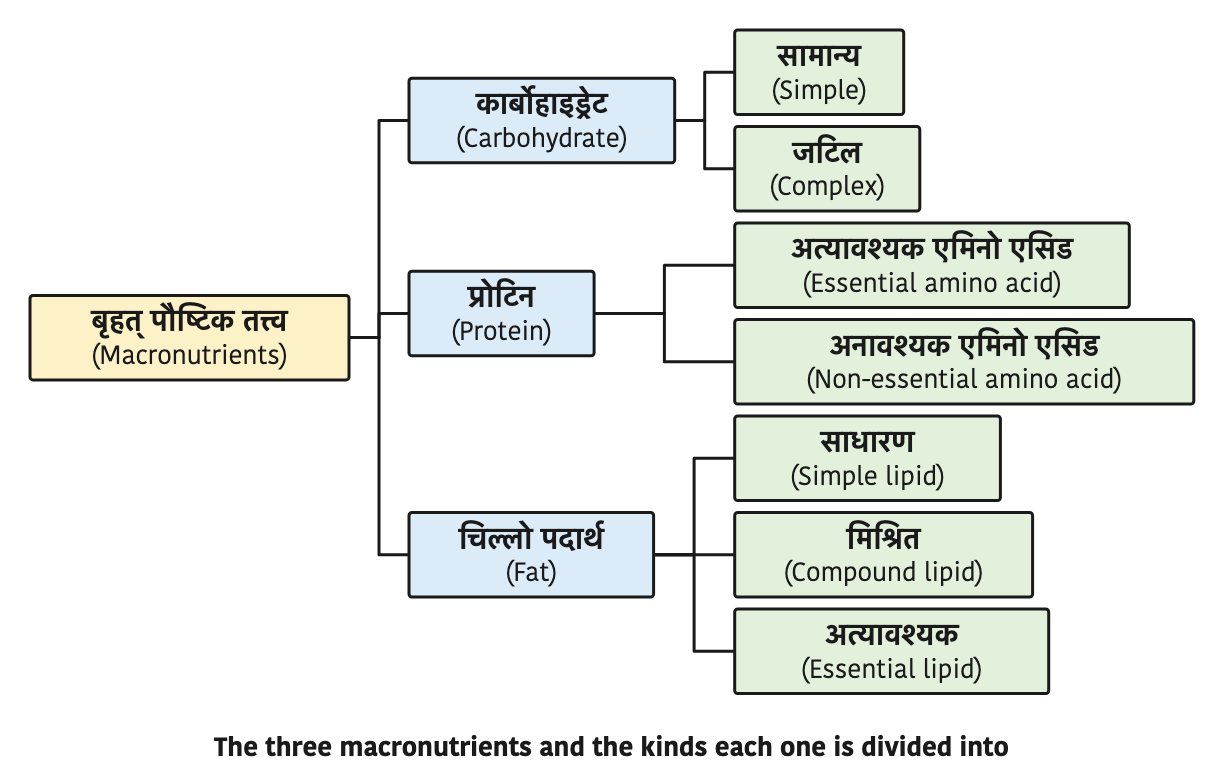 The three macronutrients and the kinds each one is divided into