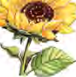 A sunflower, with its large yellow flower head