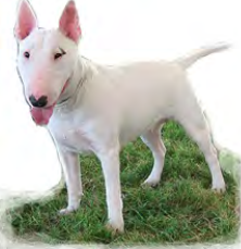 Bull Terrier