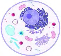 An animal cell, rounded in shape and without a cell wall
