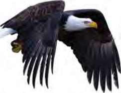 An eagle in flight: the bird whose habits are turned into lessons for life.