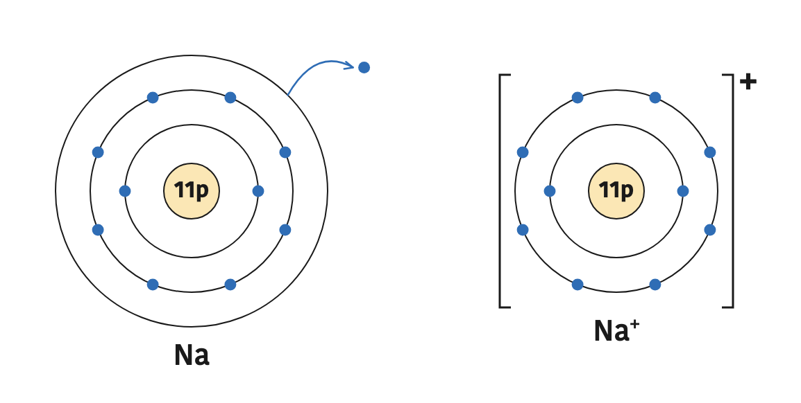 A sodium atom gives away its single outer electron and becomes a \( \text{Na}^{+} \) ion with 11 protons but only 10 electrons.