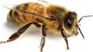 Worker bee: the smallest of the three.