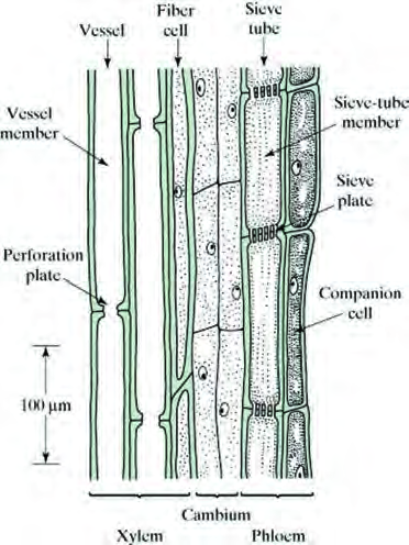 Xylem vessels and fibres on one side, phloem sieve tubes and companion cells on the other, with the cambium between them