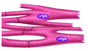 Cardiac muscular tissue: branched, banded fibres that keep contracting all through life without rest