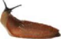 Slug: a soft-bodied mollusc with no outer shell