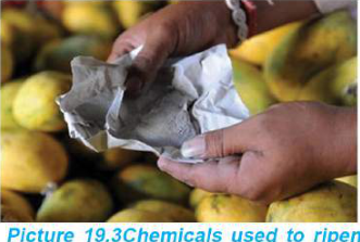 Calcium carbide wrapped in paper is tucked among unripe mangoes to ripen them quickly.