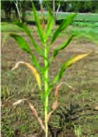 A thin maize plant with its lower leaves turning yellow, the sign of nitrogen poor soil.
