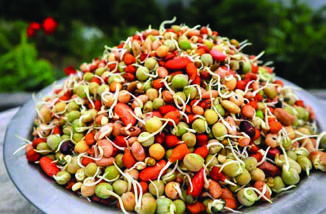 Sprouted mixed beans, the heart of kwati: nine kinds of beans soaked and sprouted before cooking.