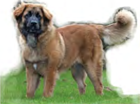 Leonberger